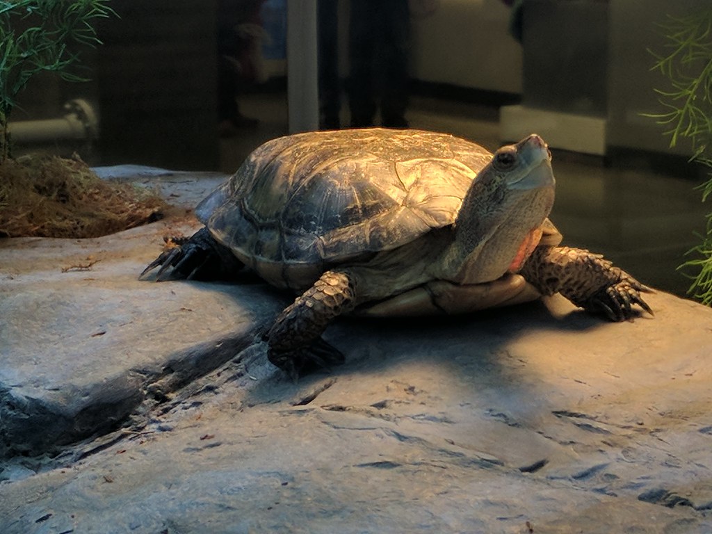 Western Pond Turtle