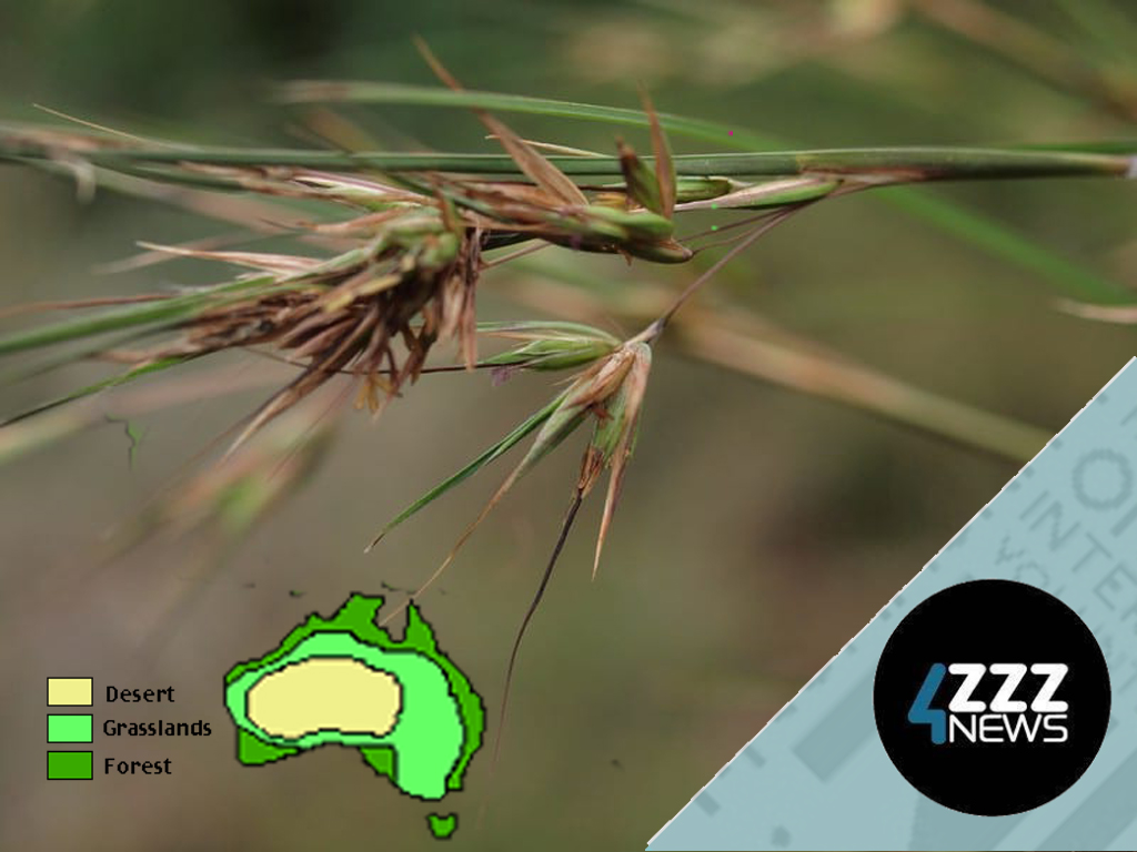 Ever given much thought to native grasses or how grasslands fit in our ecosystem?