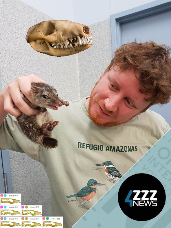 Do you know much about our native cat - the quoll… whose males die immediately after their mating season?