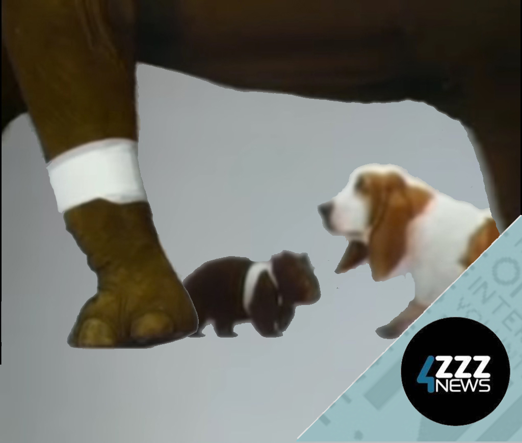 Did you know RSPCA's animal hospital has even treated fish?