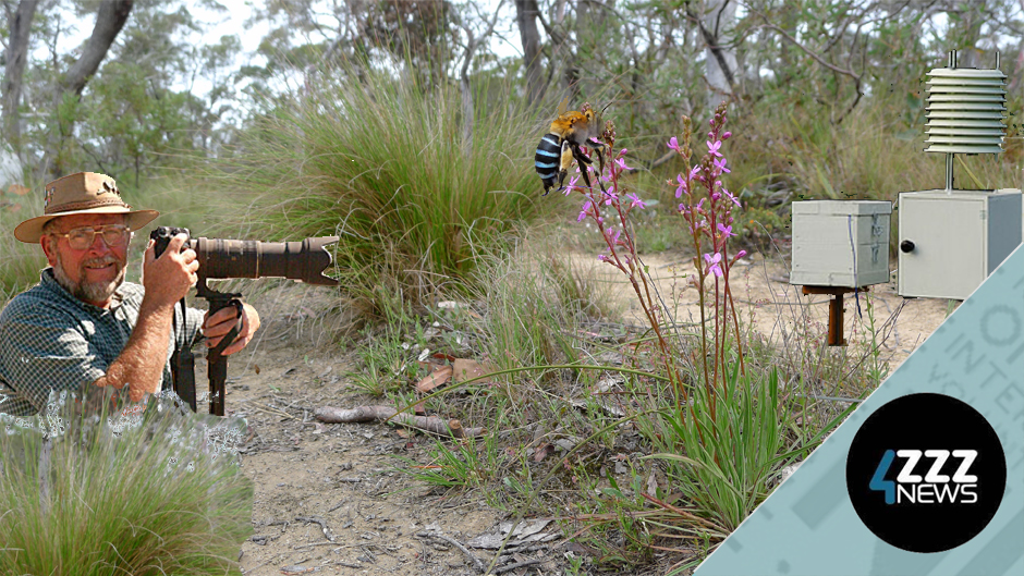 Ever tasted Native Stingless bee honey or know about them?