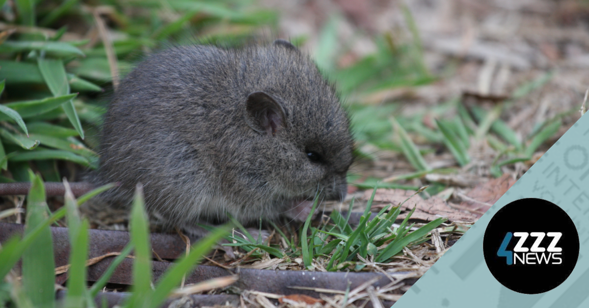 Australian Broad-Toothed Rat