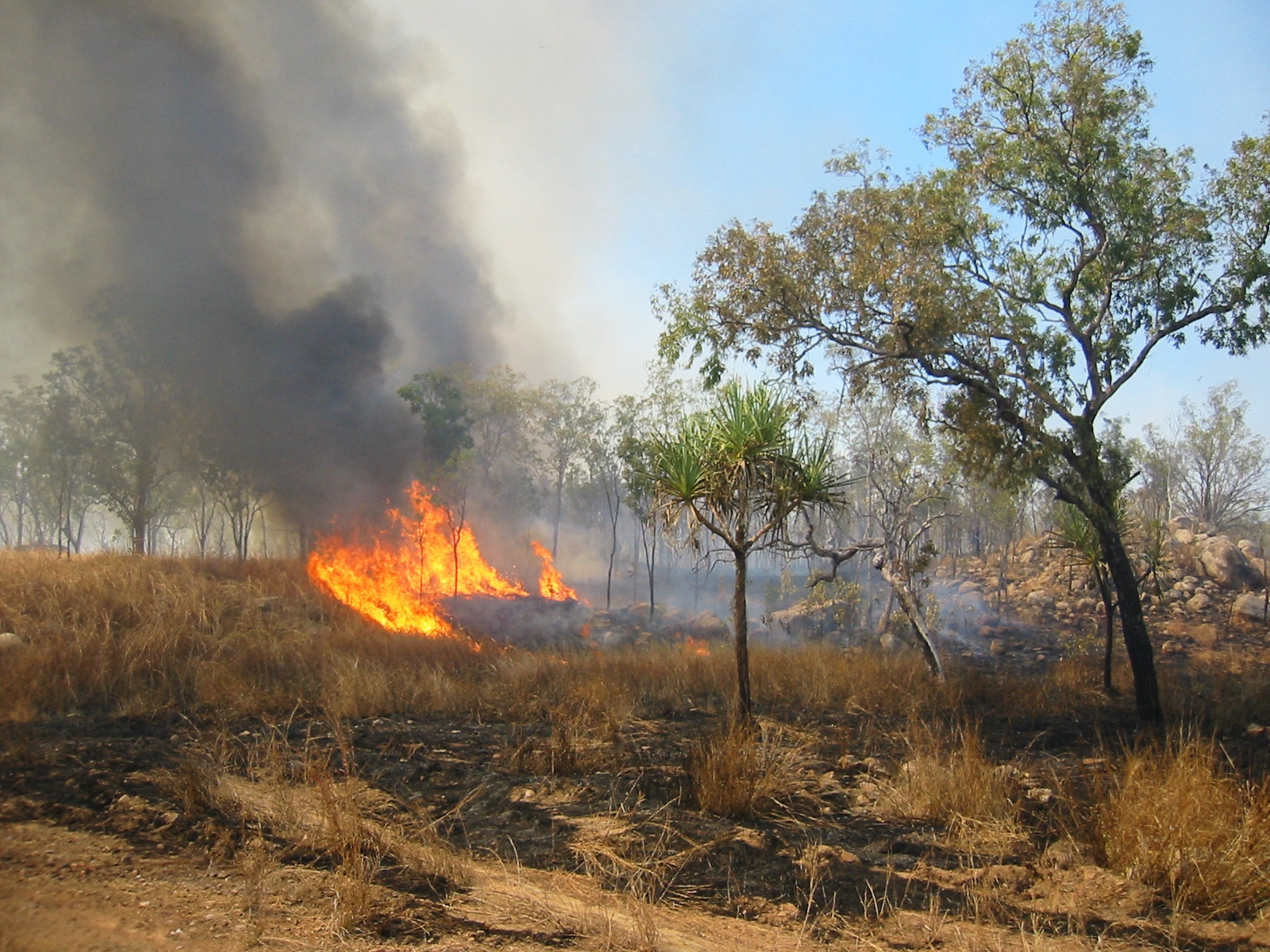 Bushfire in scrub
