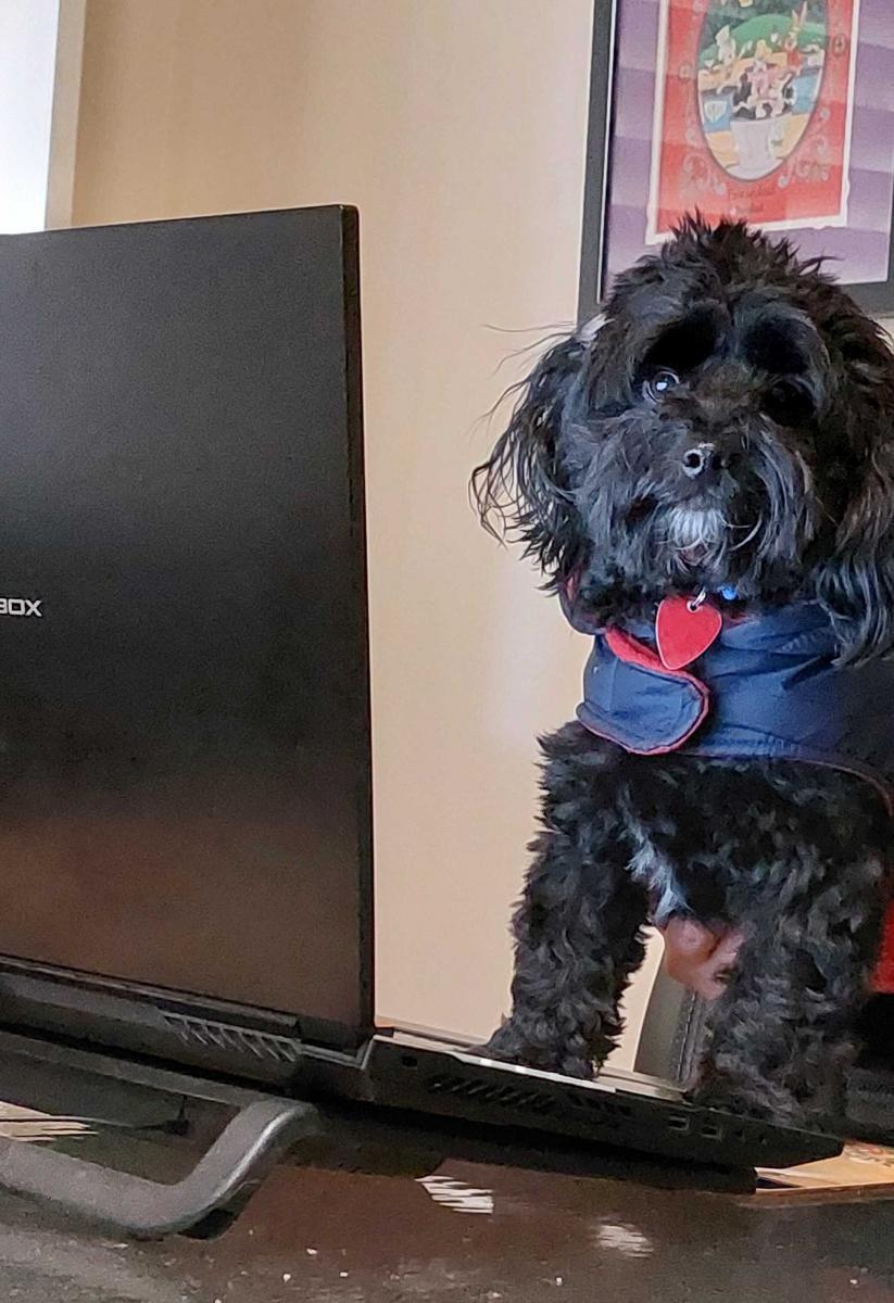 A small dog with wavy black hair & a white goatee wearing a navy puffer vest is poised behind an open laptop at a desk. The dog's paws are on the table & he is looking directly at the viewer with an earnest expression on his face. The dog's name is Reggie and he is ready to sniff out all deductions!