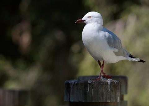 SEAGULL