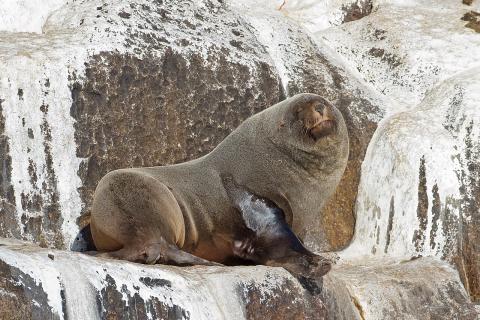 Tassie Seal