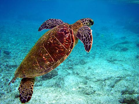 Image of turtle