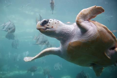 Image of Loggerhead Sea Turtle