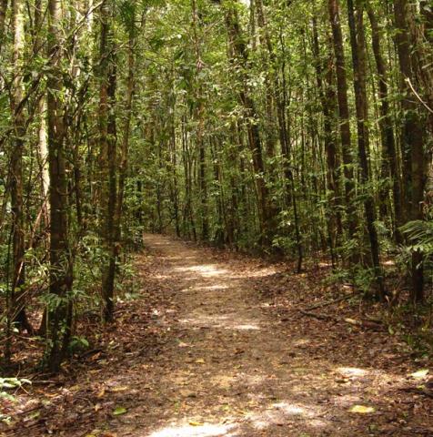 Image of rainforest trail walk