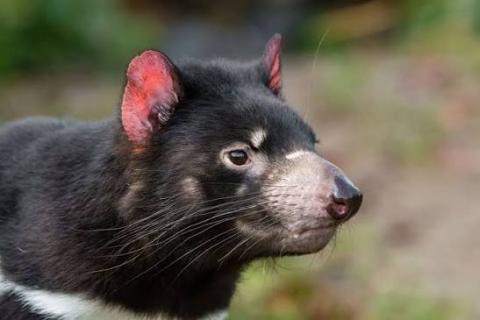 Image of Tasmanian Devil