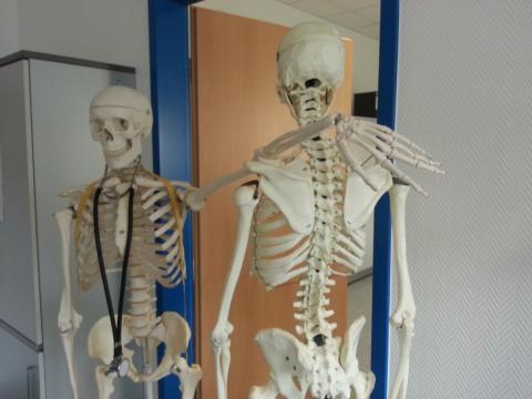 Skeleton Model take 2