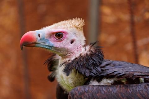 Image of a vulture