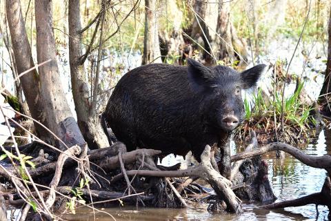 Feral pig in the swamp