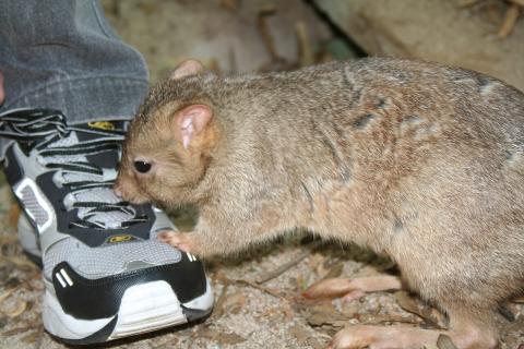 Burrowing Bettong