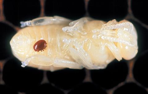 Varroa Mite on Bee Larvae