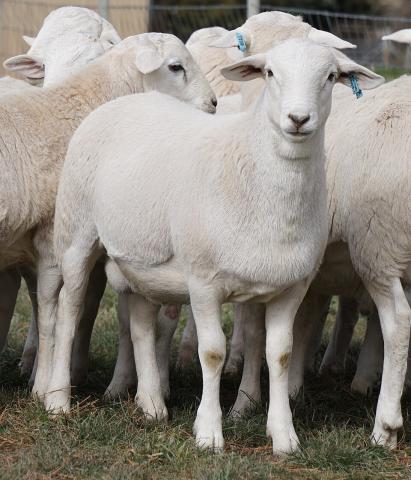 Australian White Lambs