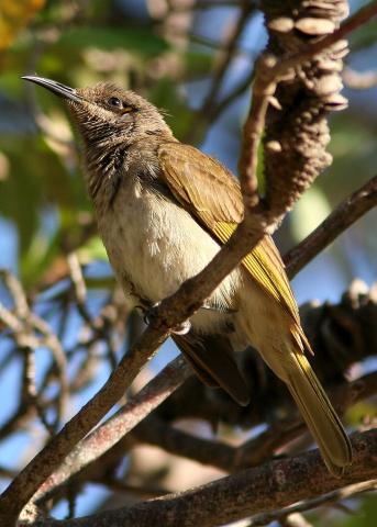 Brown Honeyeater Moreton