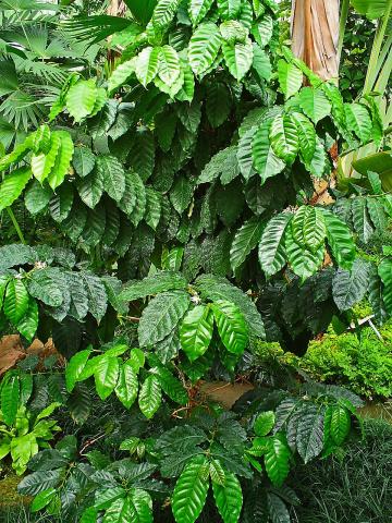 Coffee Plant