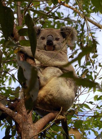 Koala