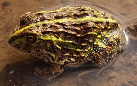 Giant Bullfrog