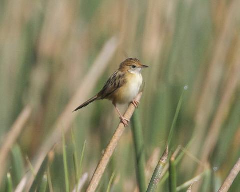 Image of the Golden-Headed Cisticola 