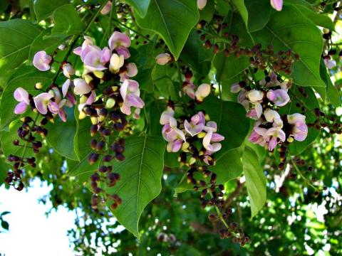Image of Pongamia tree