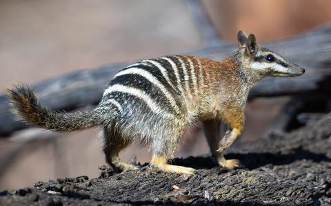 picture of a numbat