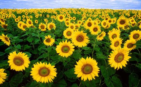 Sunflower Field 