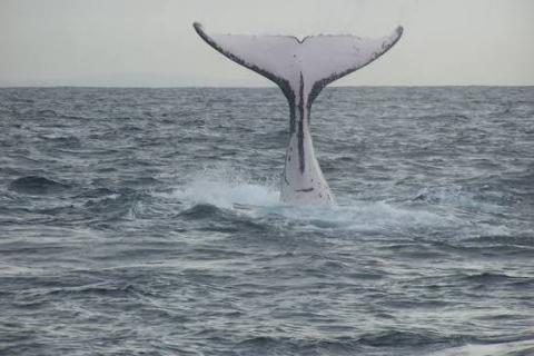 IMAGE OF WHALE TAIL