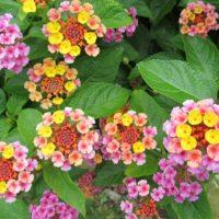 Lantana
