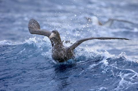 Image of a petrel on water