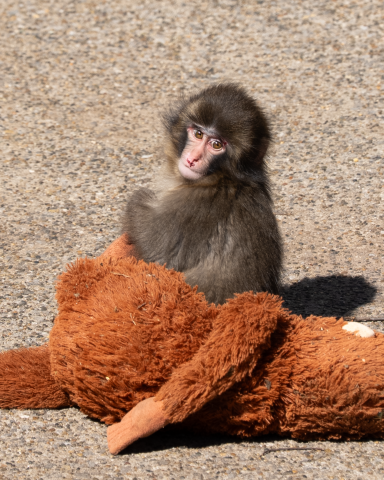 image of monkey