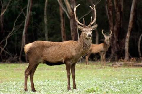 deer