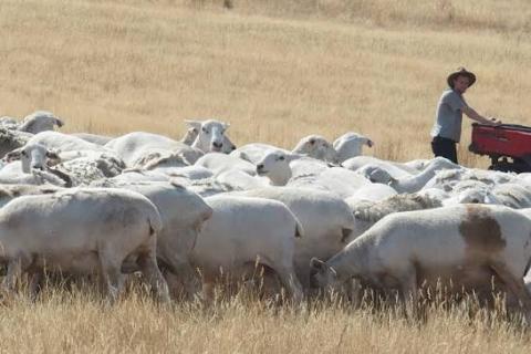 Sheep