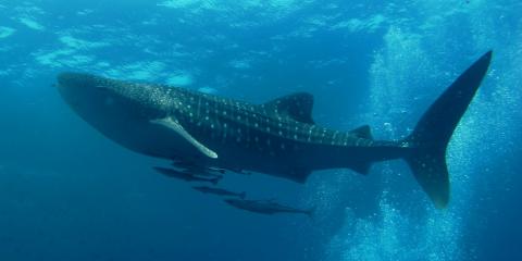 whale shark