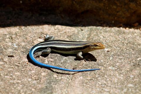 A Blue Tail Skink