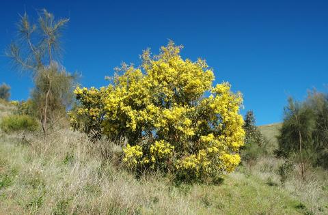 image of wattle tree