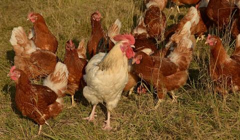 Chickens free range