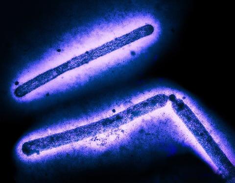 H5N1 Bird Flu