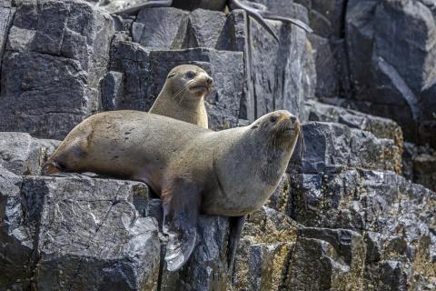 IMAGE OF AUSTRALIAN FUR SEALS 
