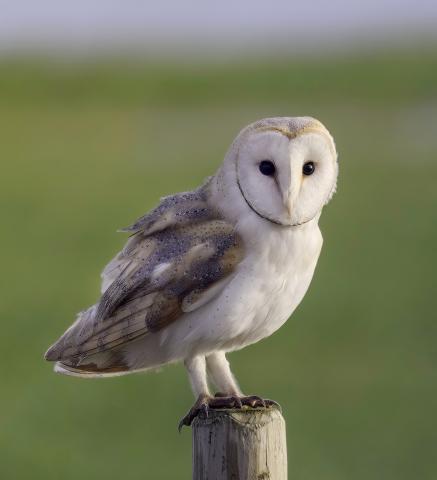 Barn Owl