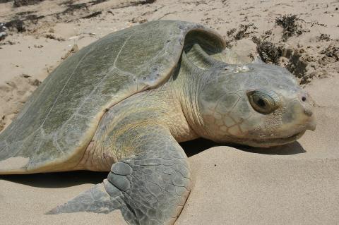 Image of sea turtle 