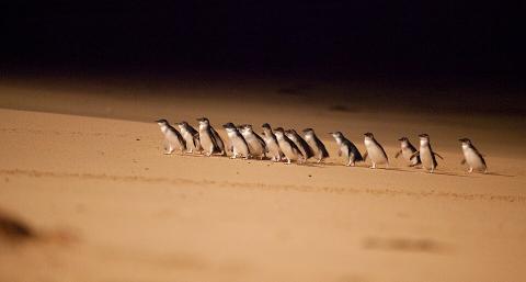 Penguins at Phillip Island