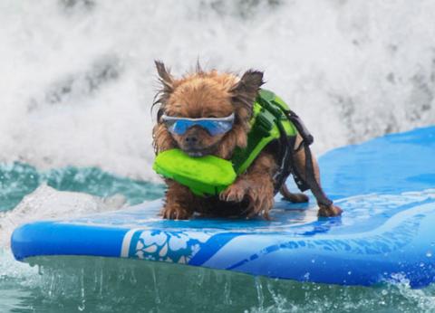 Surfing Dog 