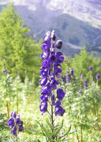 Wolfsbane