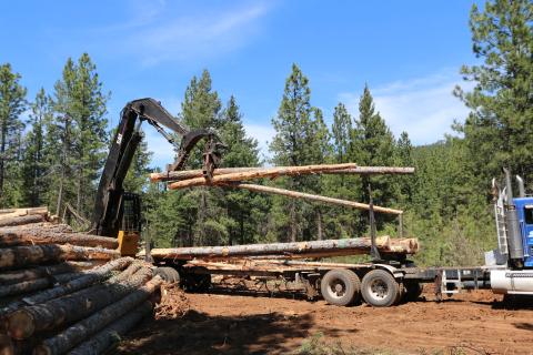 Image of trees being logged