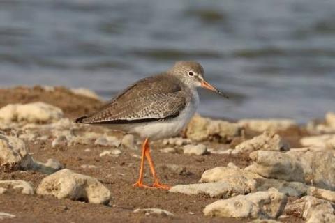 Image of a common redshank bird standing on a beach