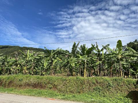 Banana plantation