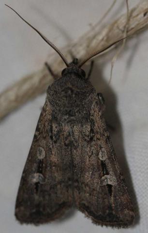 Bogong Moth