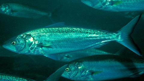 Tasmanian Salmon Arripis Trutta